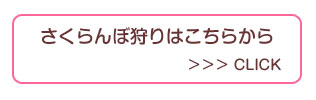 さくらんぼ狩り