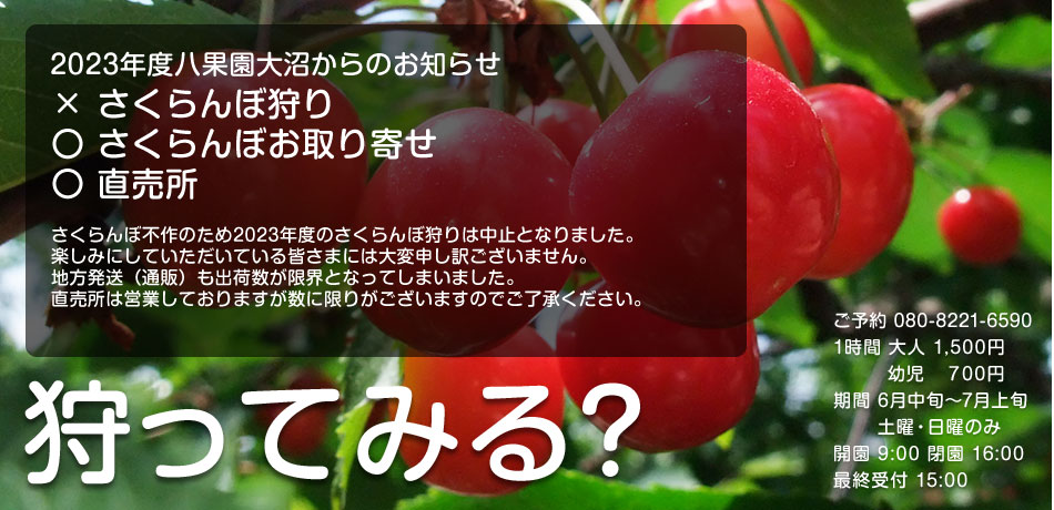 一番の 山形県寒河江市産 さくらんぼ 紅キラリ 順次発送予約 無選別品